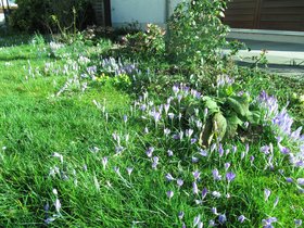Fruehblueher im Garten Feb 2016